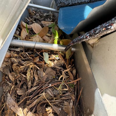 Gouttieres pleines de feuilles mortes.